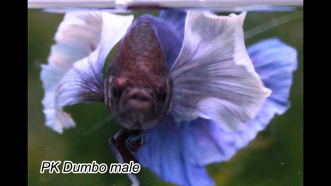 ベタ PK HM ドラゴン MIX